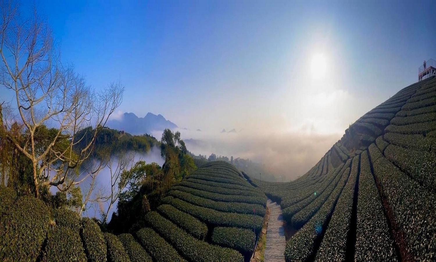 Gaodiyuan Tea B&B 高帝園茶業民宿 Meishan Экстерьер фото