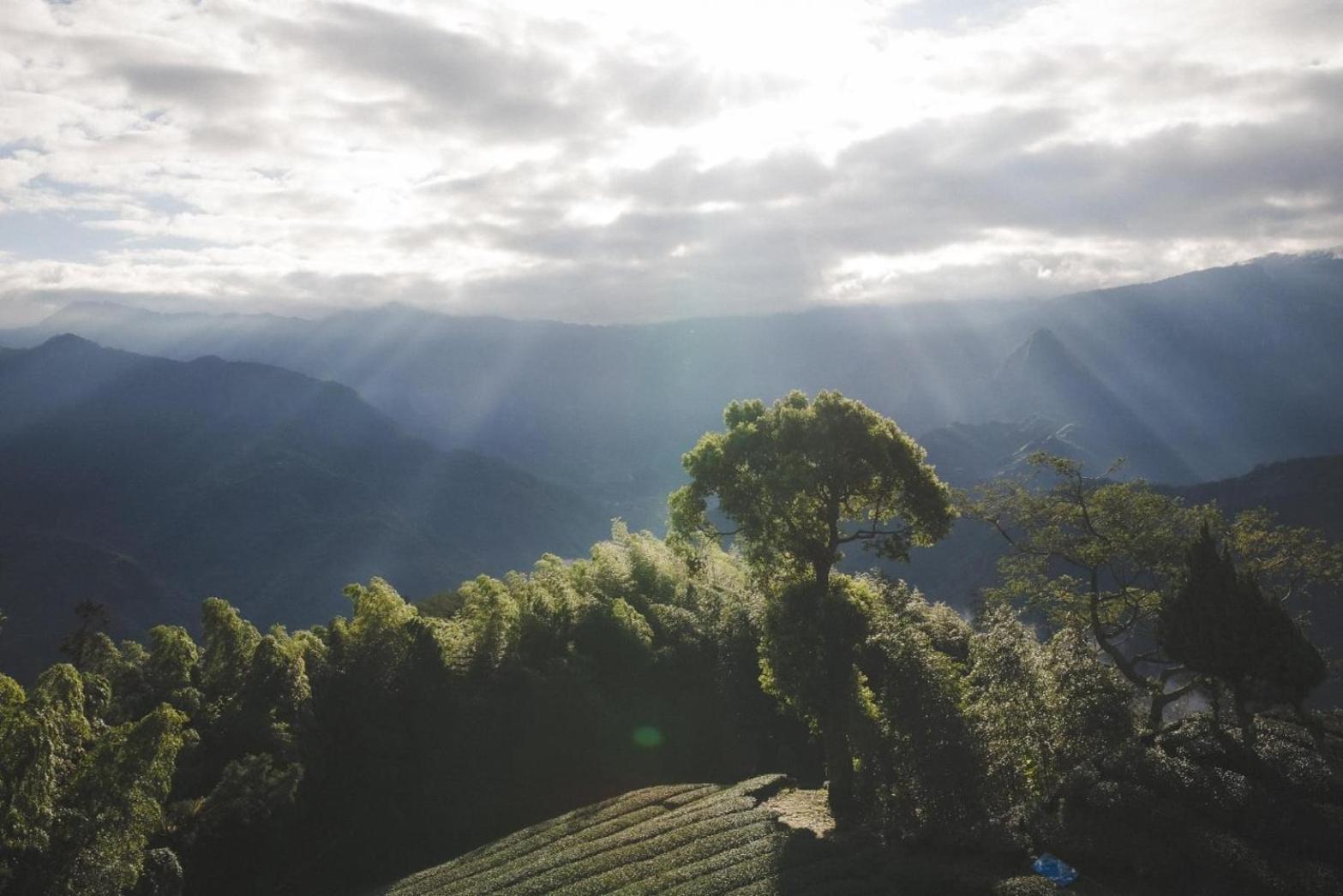 Gaodiyuan Tea B&B 高帝園茶業民宿 Meishan Экстерьер фото